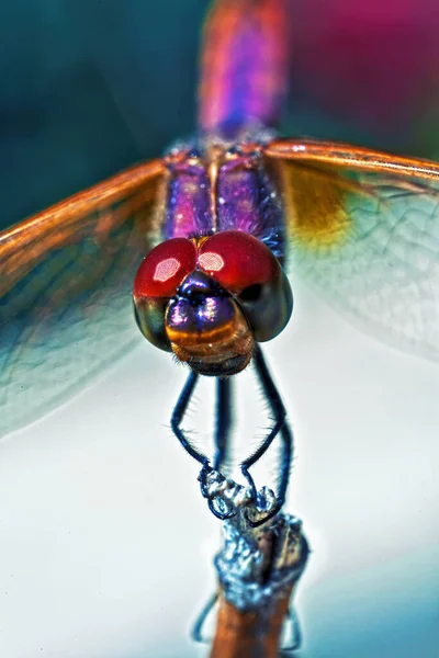 三文鱼或紫罗兰蜻蜓在宏观上被射中 — 图库照片
