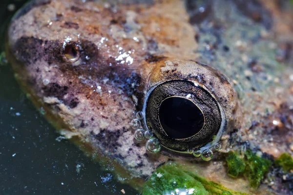 Vahşi Boyalı Kurbağa Portresi