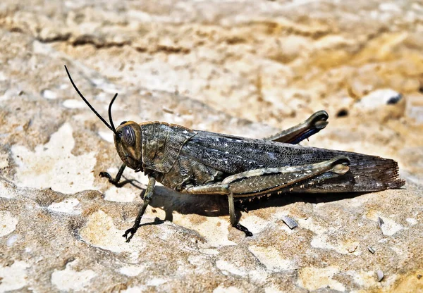 Nahaufnahme Einer Weißband Heuschrecke Oder Eypeprocnemis Plorans — Stockfoto