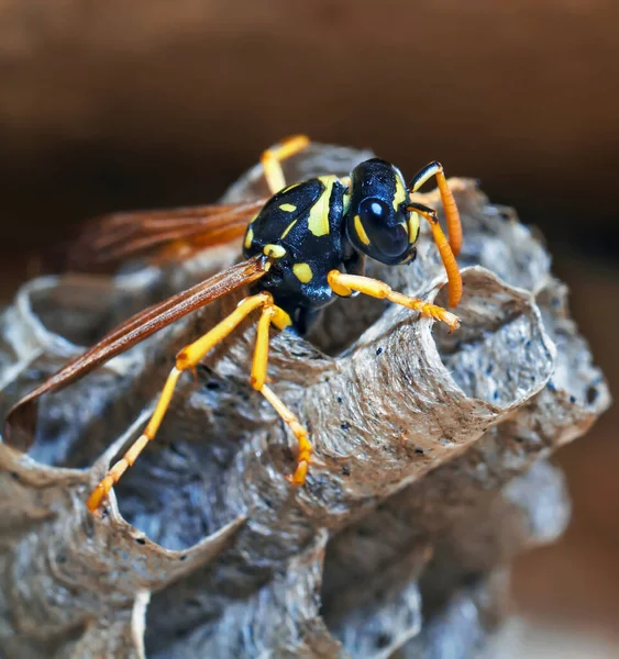 Egy Fiatal Papír Wasp Queen Meghatározza Tojást Fészkében Hogy Egy — Stock Fotó
