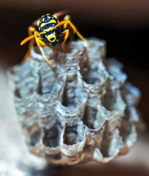 Une Jeune Reine Des Guêpes Papier Construit Nid Pour Fonder — Photo