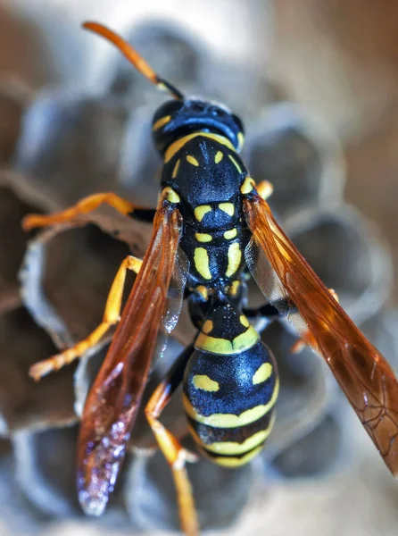 Eine Junge Wespenkönigin Baut Ein Nest Eine Neue Kolonie Gründen — Stockfoto
