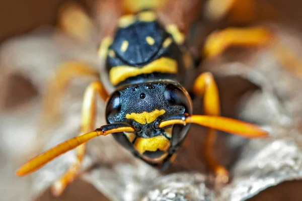 Egy Fiatal Papír Wasp Queen Mutatott Szor Tényleges Életnagyságú — Stock Fotó