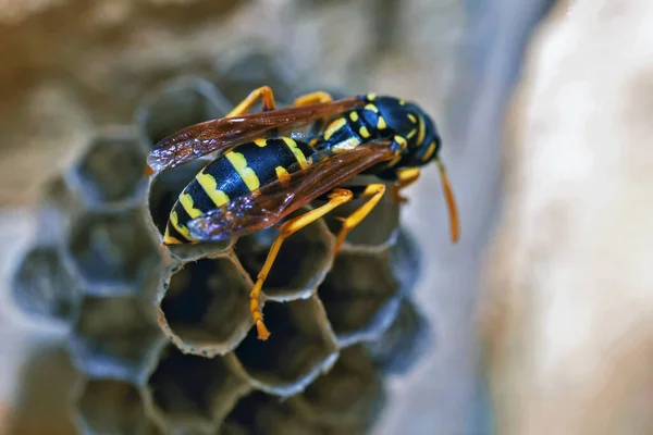Eine Junge Wespenkönigin Baut Ein Nest Eine Neue Kolonie Gründen — Stockfoto