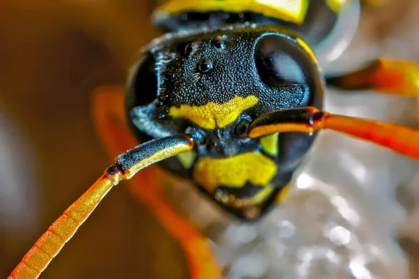 Egy Fiatal Papír Wasp Királyné Látható Ször Makró — Stock Fotó