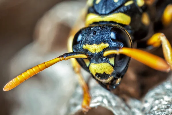 Egy Fiatal Papír Wasp Királyné Alkalommal Makró — Stock Fotó