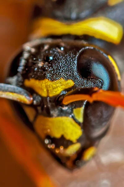 Genç Bir Kağıt Wasp Kraliçe Portre Kez Yaşam Boyutu — Stok fotoğraf