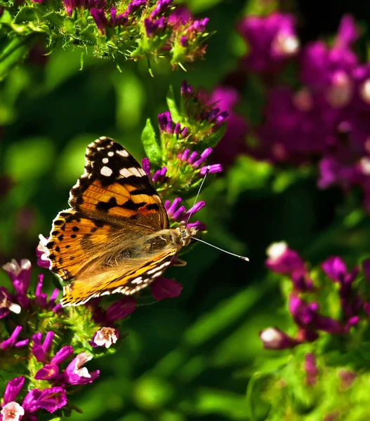 Lady Butterfly Pintado Cynthia Cardui Empoleirado Uma Flor — Fotografia de Stock