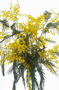 Taze ve aromatik çiçekli Mimosa buketi