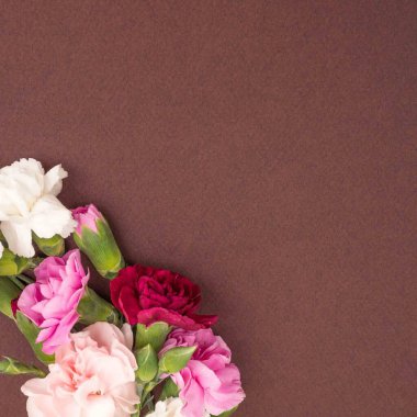 Burgonya arka planında dikdörtgen dianthus çiçekleri