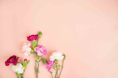 Mini dianthus pembe bir allık üzerinde uzanır.