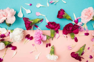 Renk bloğu çiçek desenli, taze kesilmiş dianthus çiçekleri var.