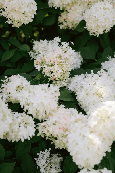 Puffy Vit Hortensia Blommor Med Dapple Och Suddiga Blommor — Stockfoto