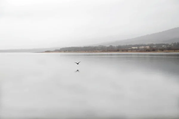 Garça Cinza Voando Sobre Lago Montanha Refletida Água — Fotografia de Stock