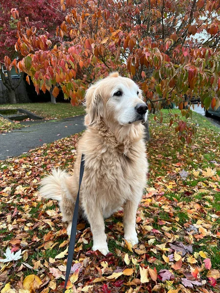 Perro Mayor Sentado Una Cama Hojas Otoño Colores Seattle — Foto de Stock