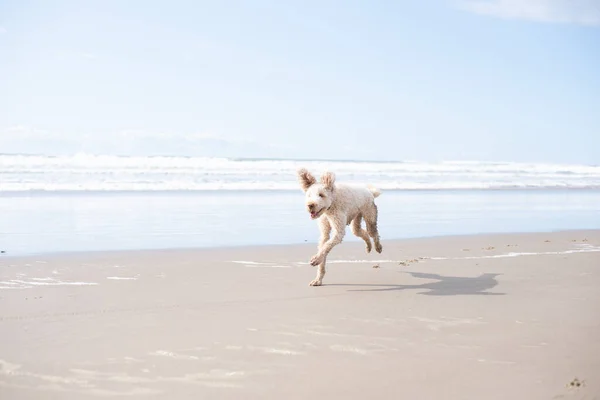 Labradoodle Perro Corriendo Playa Costa Oregon — Foto de Stock