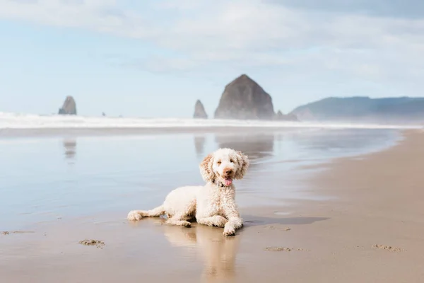 Gelukkige Labradoodle Hond Bij Cannon Beach Oregon — Stockfoto