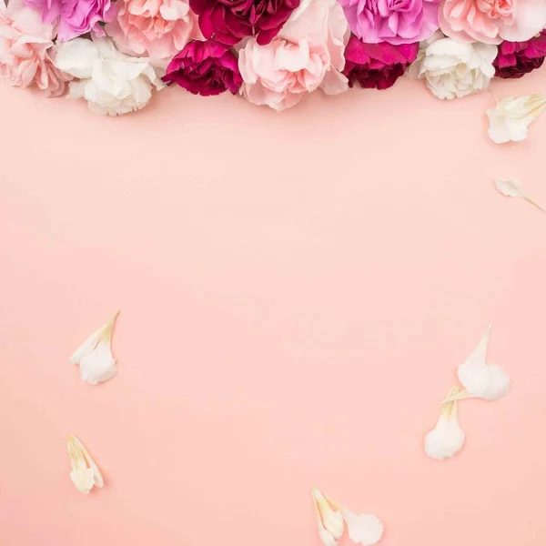 Garofani Petali Fiori Sfondo Rosa Piatto Lay — Foto Stock