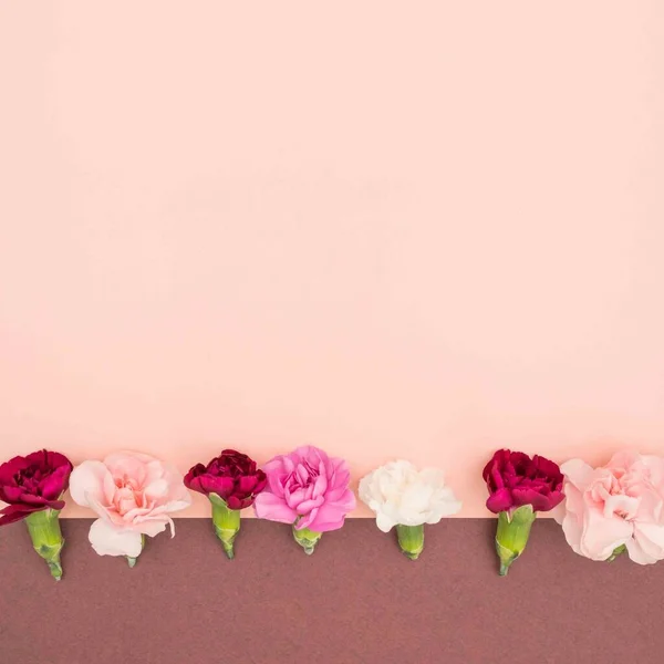 Mini Cravos Fundo Rosa Borgonha — Fotografia de Stock