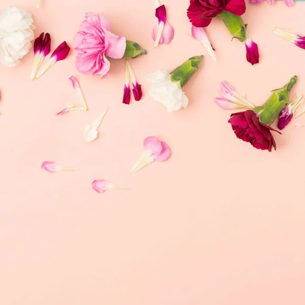 Nelke Und Blütenblätter Auf Rosa Hintergrund — Stockfoto
