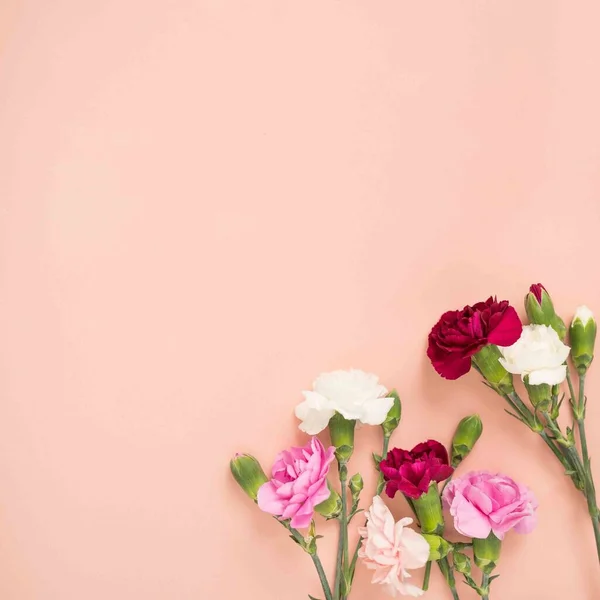 Nelkensträuße Auf Rosa Hintergrund Flach Gelegt — Stockfoto