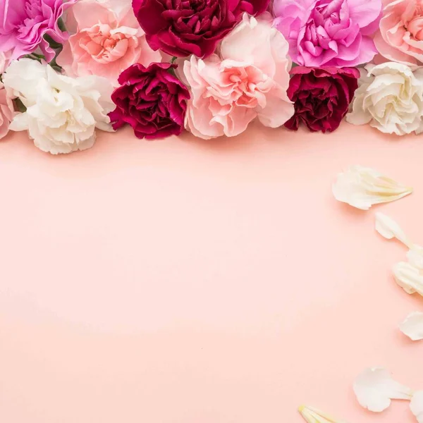 Nelken Gebündelt Auf Einer Rosafarbenen Ebene Lagen Mit Weißen Blütenblättern — Stockfoto