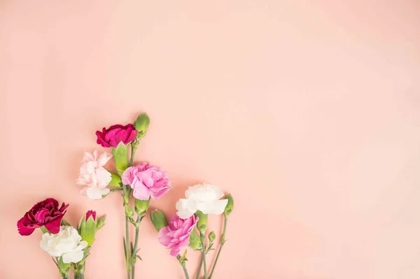 Mini Dianthus Stämme Auf Einem Rosa Rouge Flach Liegen — Stockfoto