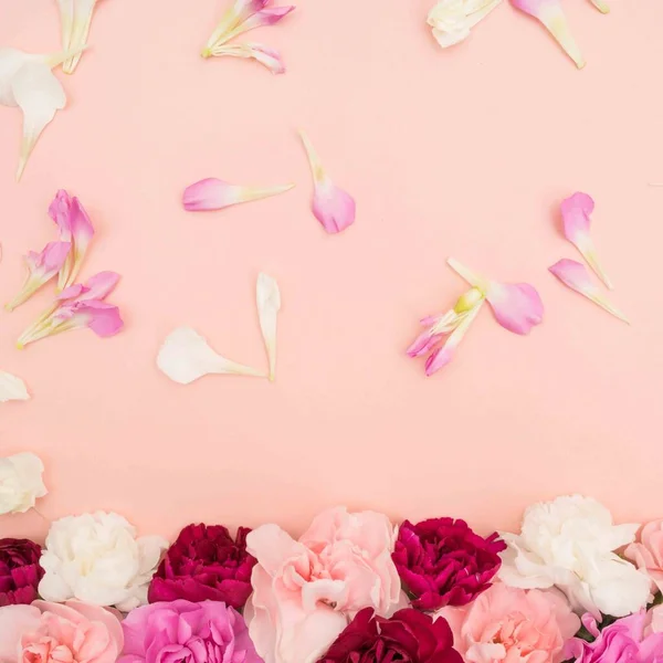 Pétalas Rosa Branco Com Variedade Cravos Fundo Rosa — Fotografia de Stock