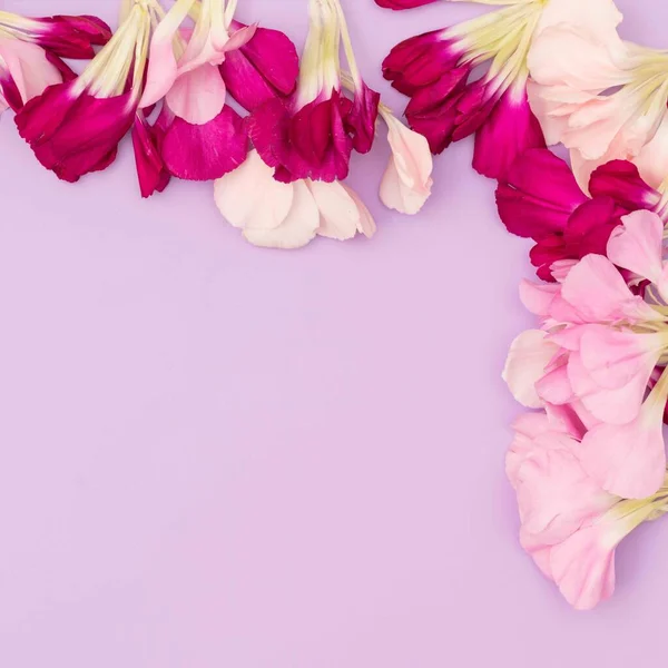 Lavendel Florale Flache Lage Mit Rosa Und Weinroten Blütenblättern — Stockfoto