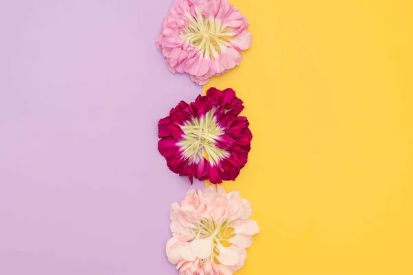 Pose Plate Florale Horizontale Fond Bloc Couleur Jaune Violet — Photo