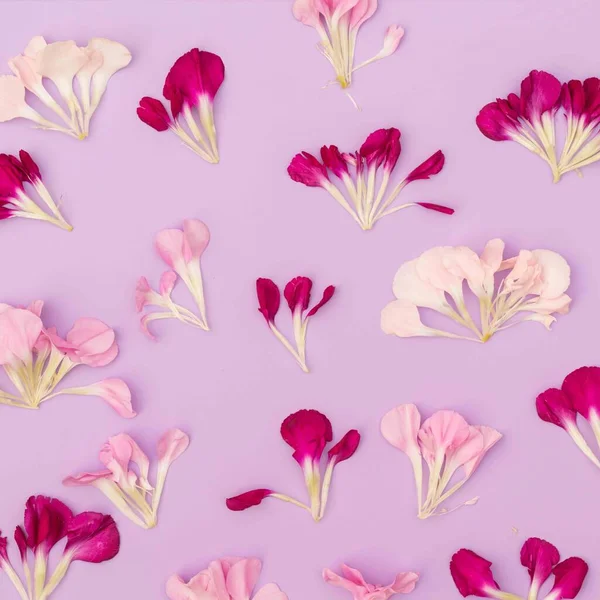 Lila Hintergrund Blumen Blütenblatt Flach Legen — Stockfoto