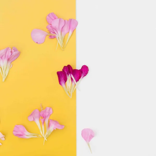 Leuchtend Gelber Und Weißer Hintergrund Mit Rosa Blütenblättern — Stockfoto
