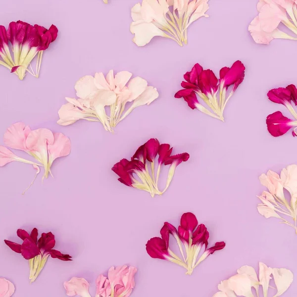 Levendula Háttér Rózsaszín Virágszirmok Lapos Feküdt — Stock Fotó