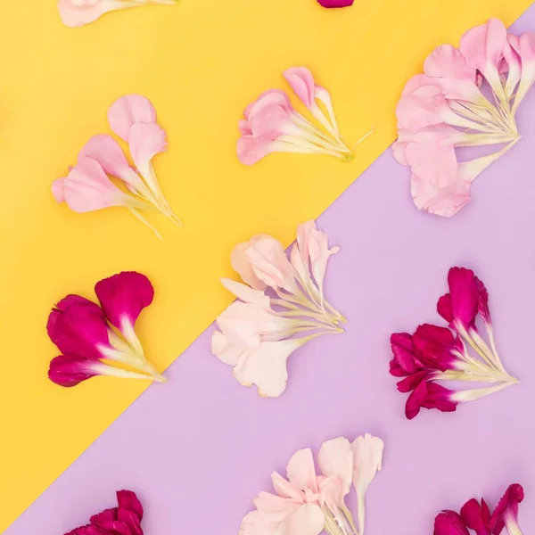 Diagonale Farbe Block Blütenblatt Flach Legen — Stockfoto