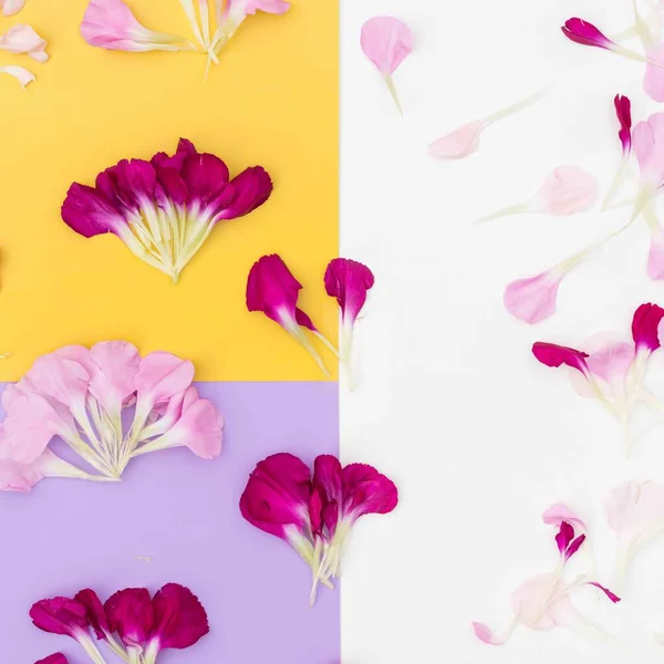 Lila Gelber Und Weißer Hintergrund Mit Verstreuten Blütenblättern — Stockfoto
