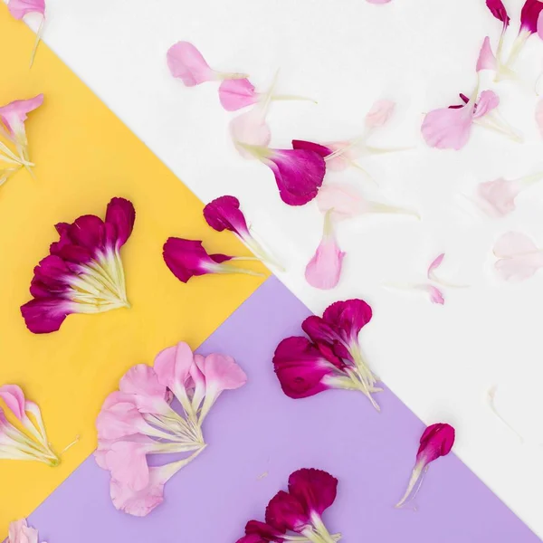 Leuchtend Gelb Lavendel Und Weiße Farbe Block Florale Flache Lage — Stockfoto