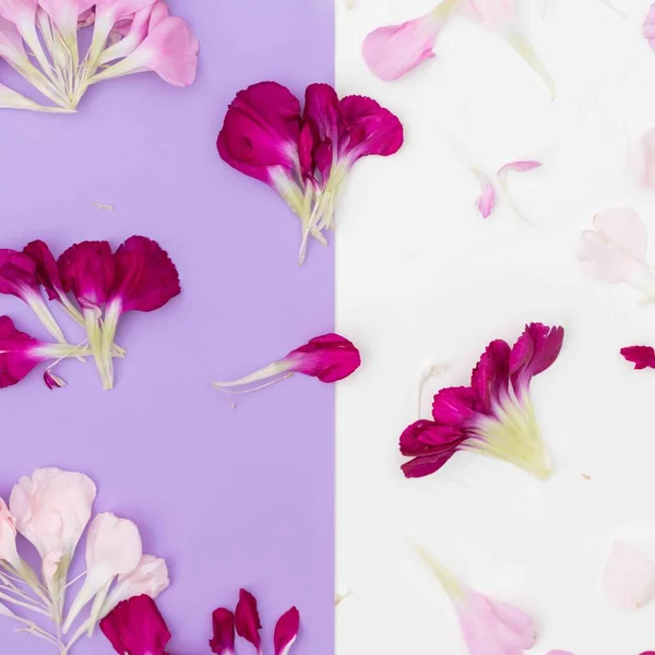 Plat Floral Carré Symétrique Violet Blanc — Photo