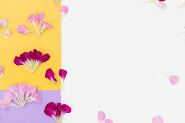 Horizontale Pastellfarbe Block Blume Flach Legen — Stockfoto