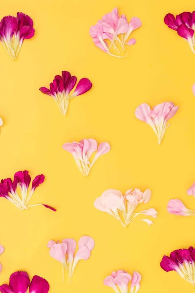 Plano Floral Amarelo Brilhante Com Pétalas Rosa Borgonha — Fotografia de Stock