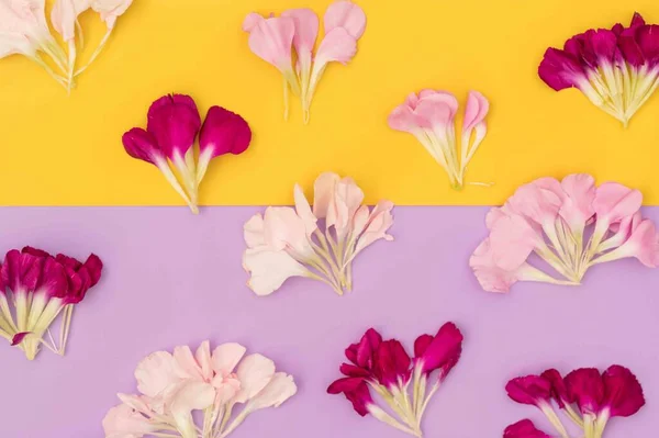 Pose Plate Florale Jaune Violette — Photo