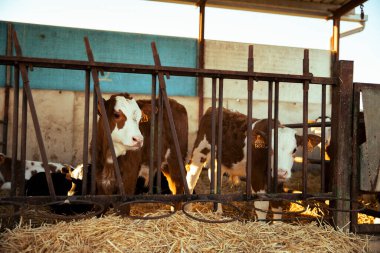 Ahırın içinde kameraya bakan sevimli buzağılar.