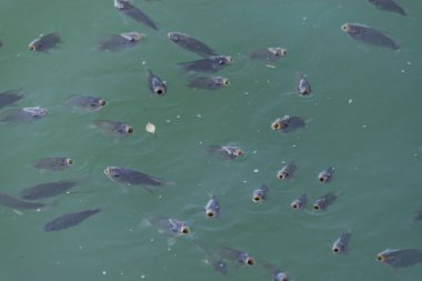 Yüzeyde yüzen ve suyun dışında nefes alan bir grup balık.