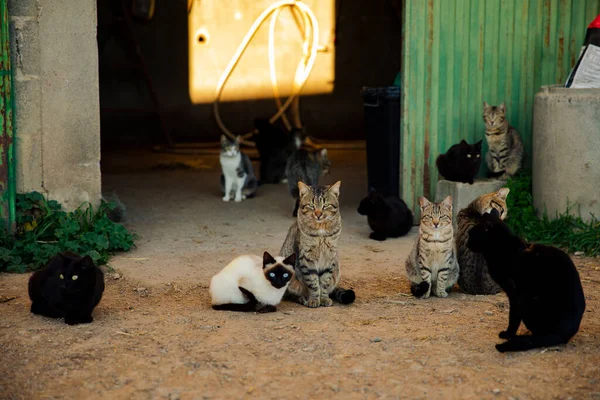 Kattflock Som Tittar Kameran — Stockfoto