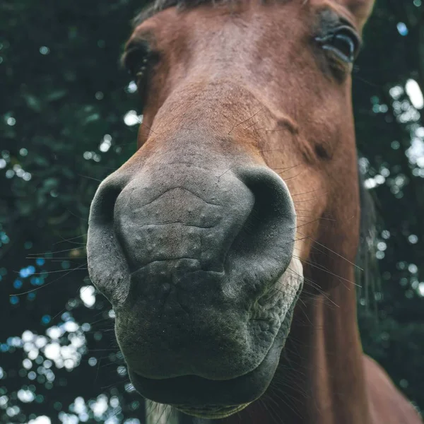 Braunes Pferdeporträt Auf Der Weide — Stockfoto