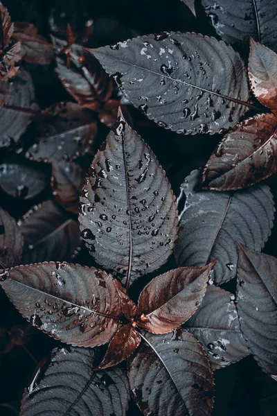 Gotas Lluvia Las Hojas Planta Marrón Días Lluvia — Foto de Stock