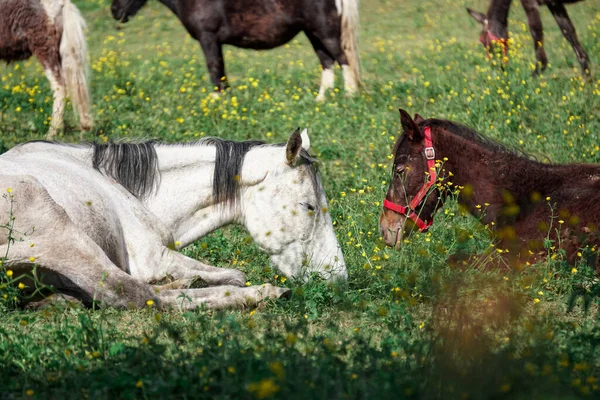 Beyaz Kahverengi Baharda Çayırda Otluyor — Stok fotoğraf