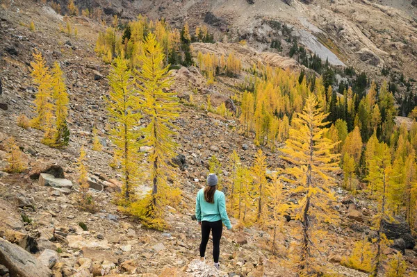 Zdolna Samica Wędrująca Jesienią Lesie Złotych Modrzewi — Zdjęcie stockowe