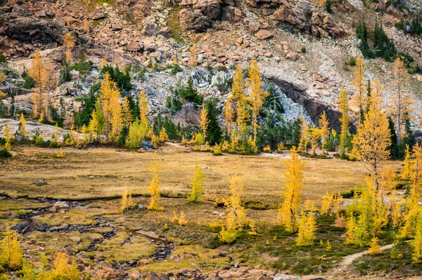 Alp Gölü Sonbaharda Alp Karaçamalarıyla Issız Bir Yer — Stok fotoğraf