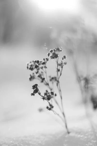 Winterlandschap Fotografie Van Bosflora — Stockfoto