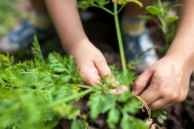 Bebek elleri yerden taze havuç topluyor, yakın plan, organik sebzeler. Bahçe konsepti, kulübe, hasat. Sağlıklı, yaşam tarzı.